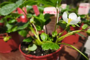 rasadurii si plante, rasaduri capsuni