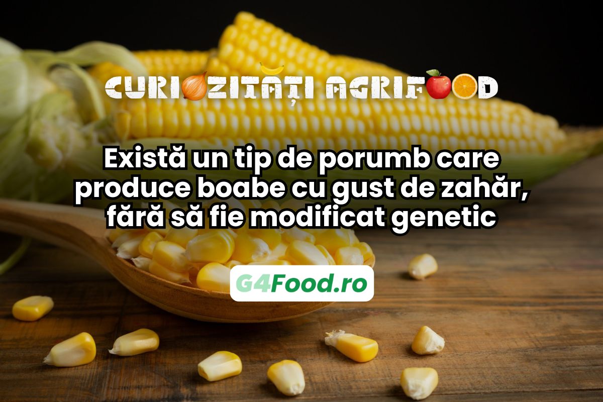 Există porumb cu gust de zahăr fără să fie modificat genetic
