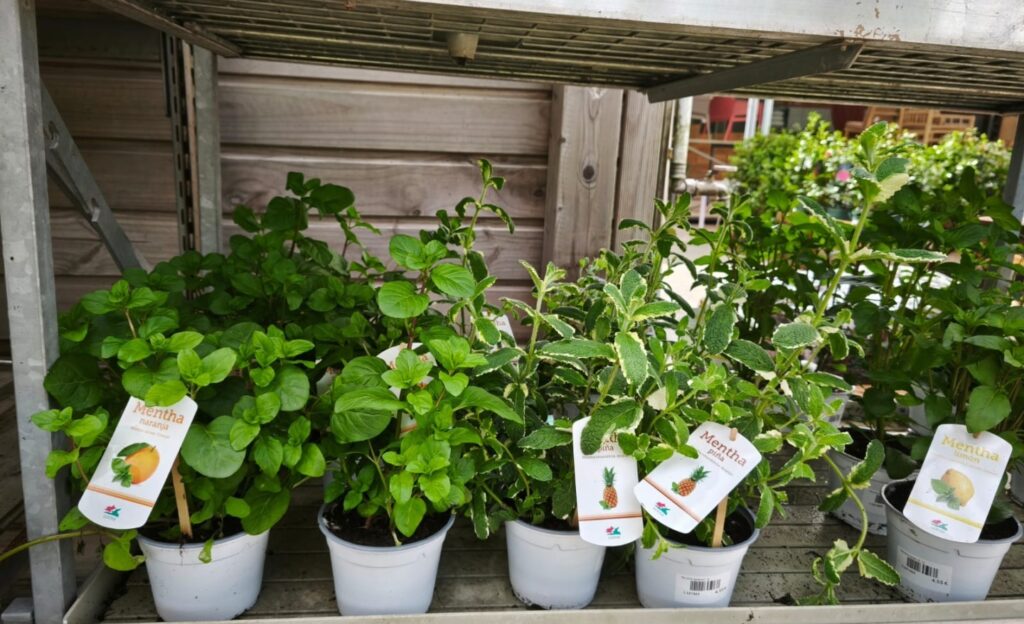 plante aromatice, feluri de menta, plante meditaraneene, menta cu arome