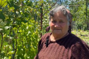 grădinărit tăiere corectă viță-de-vie