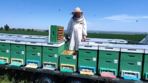 miere rapita, albine, pastoral