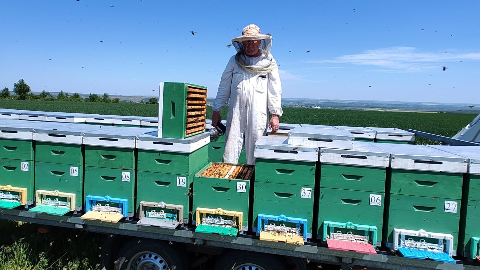 miere rapita, albine, pastoral