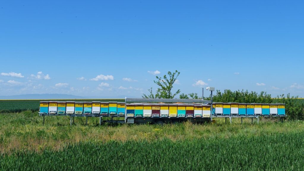 Apicultorul Gheorghe Celsus se află cu albinele la rapiță