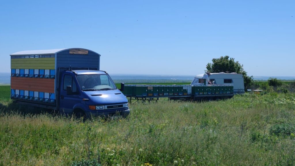 Apicultorul Gheorghe Celsus se află cu albinele la rapiță