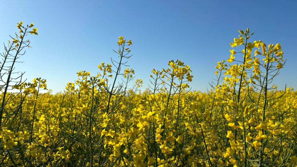 Start sezon apicol 2025 la rapiță