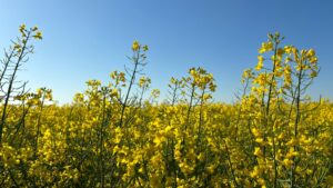 Start sezon apicol 2025 la rapiță