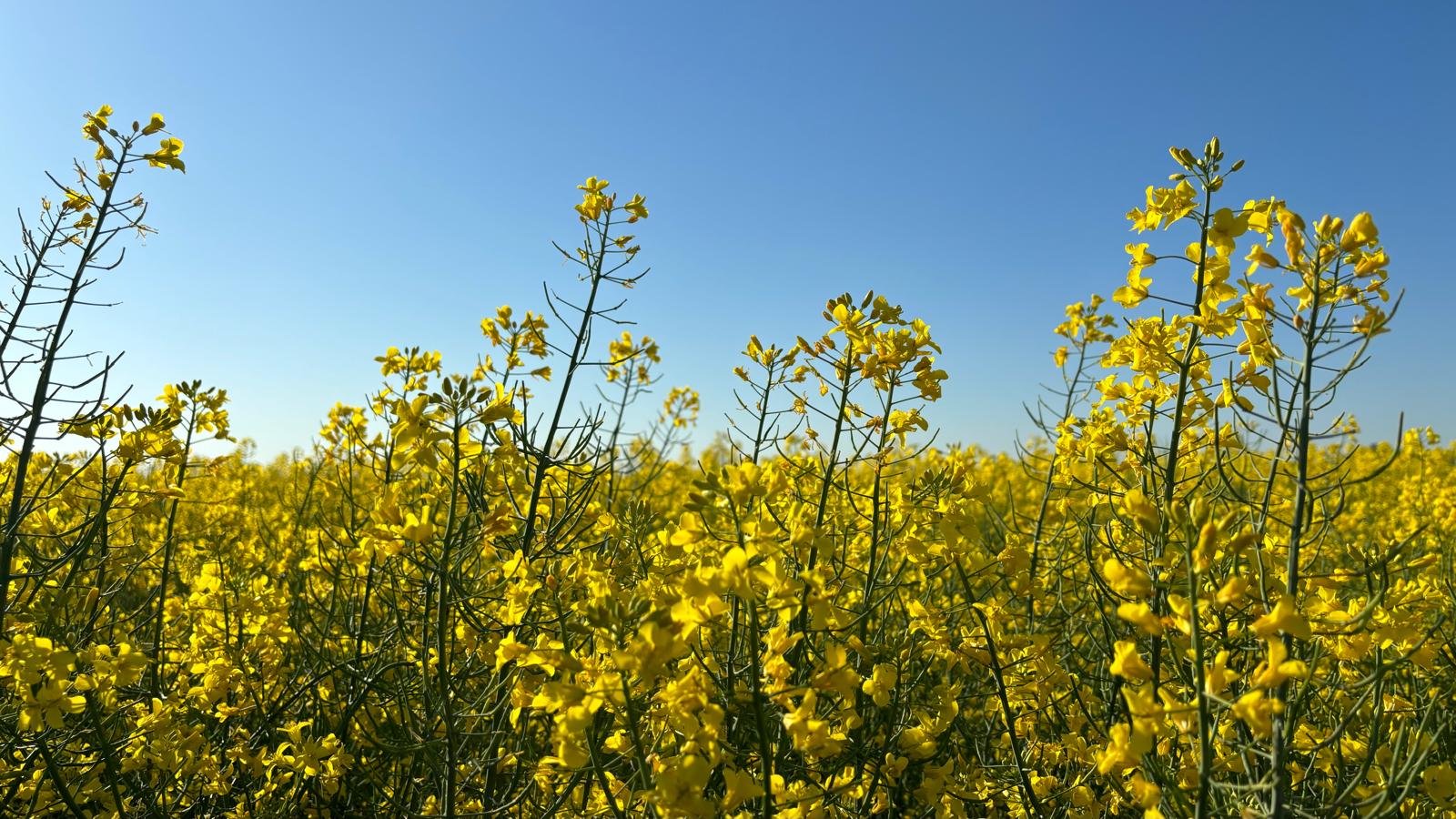 Start sezon apicol 2025 la rapiță