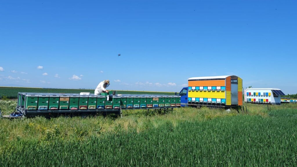 Apicultorul Gheorghe Celsus se află cu albinele la rapiță