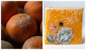 Ce se intampla daca mananci alimente mucegaite