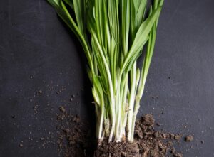 lemongrass-se-poate-cultiva-pe-balcon-aromata-in-bucatarie-tine-tantarii-la-distanta