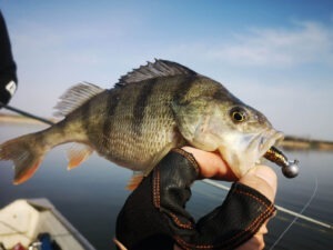 speciile de pesti invazivi afecteaza flora si fauna in banat