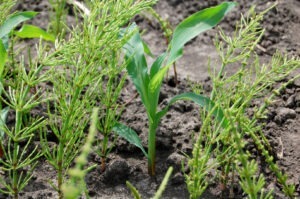 Buruinile consumă mai mulți nutrienți decât porumbul