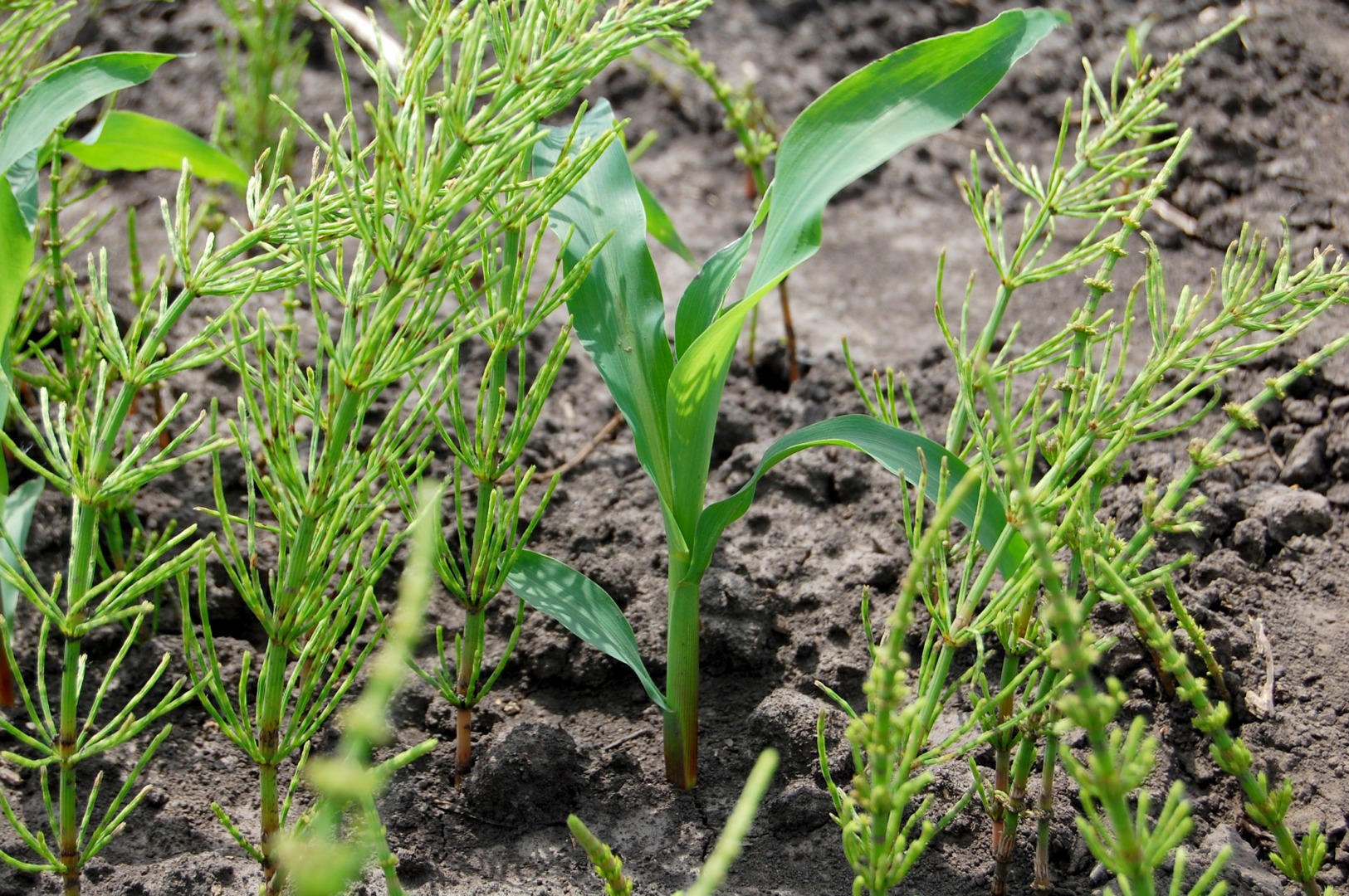 Buruinile consumă mai mulți nutrienți decât porumbul