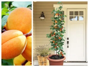 Cais columnar. Mic ghid de cultivare și îngrijire