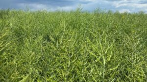 Peisajul galben a dispărut: câmpurile de rapiță, după ce s-a scuturat floarea