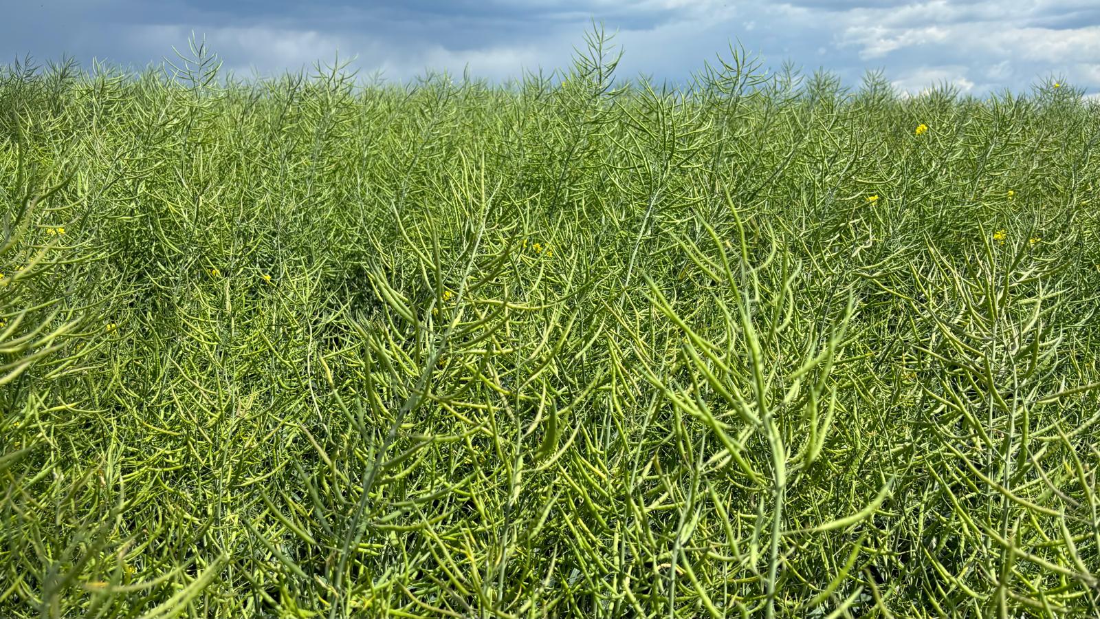 Peisajul galben a dispărut: câmpurile de rapiță, după ce s-a scuturat floarea