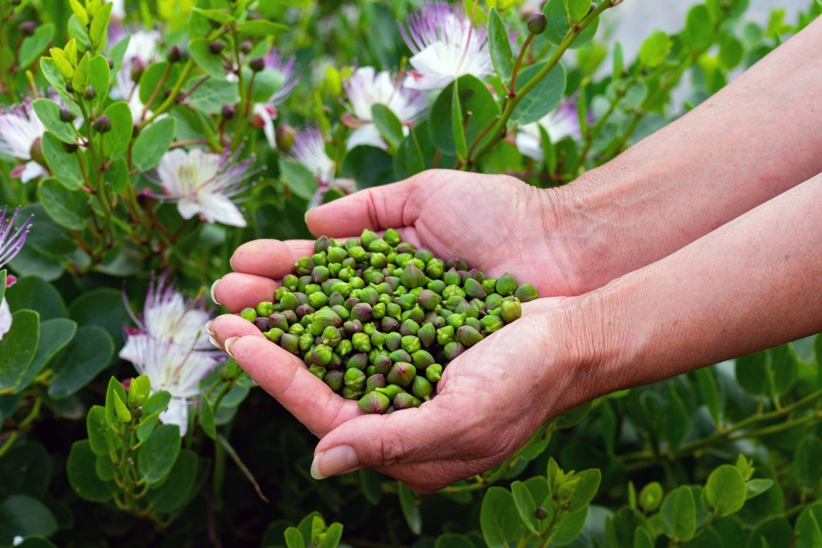 cum sunt valorificate creativ caperele pe insulele din medirana unde acesti arbuști cresc spontan