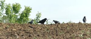 Ciorile fac prăpăd. Fermierii exasperați de păsările protejate de lege care îi lasă fără culturi