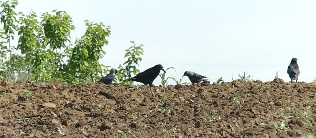 Ciorile fac prăpăd. Fermierii exasperați de păsările protejate de lege care îi lasă fără culturi