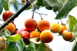 Copac cu fructe kaki