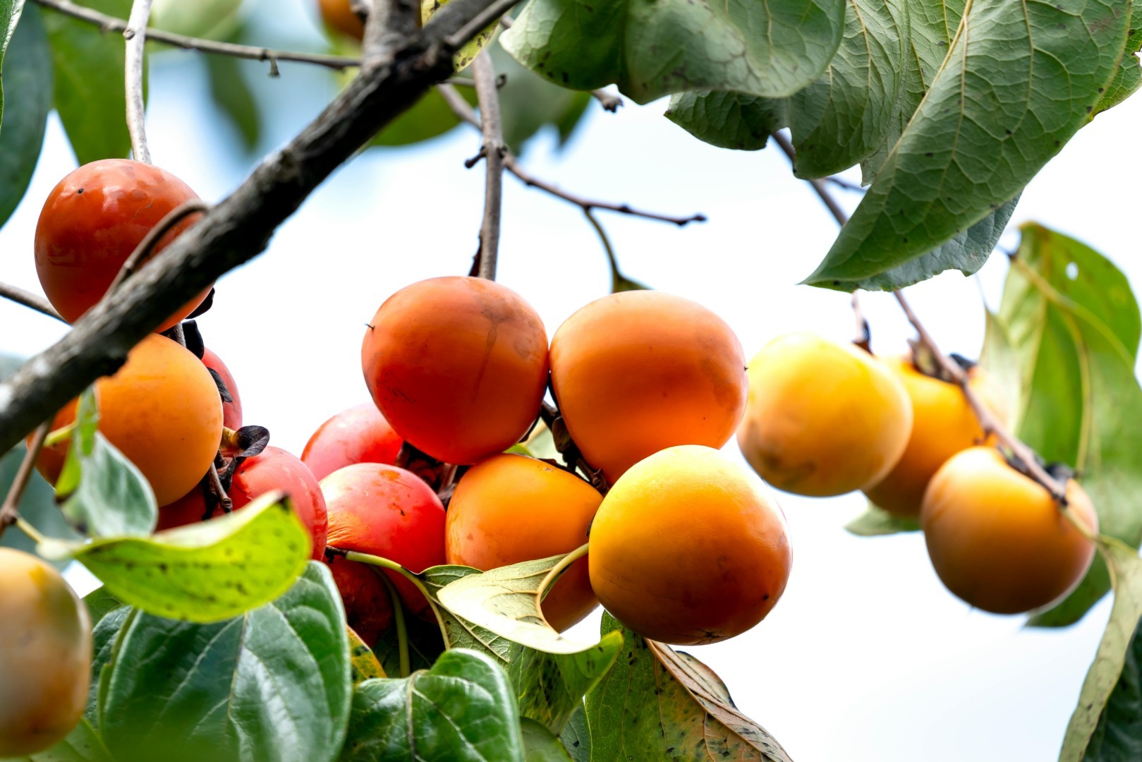 Copac cu fructe kaki