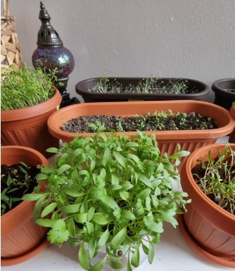 Coriandru cultivat în ghiveci, în balcon