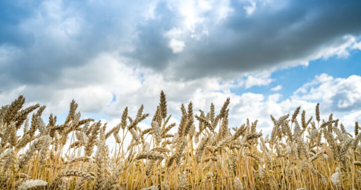 România a avut în 2024 o producție agricolă considerabilă