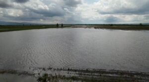 Cum arata culturile distruse de inundatii, din Covasna