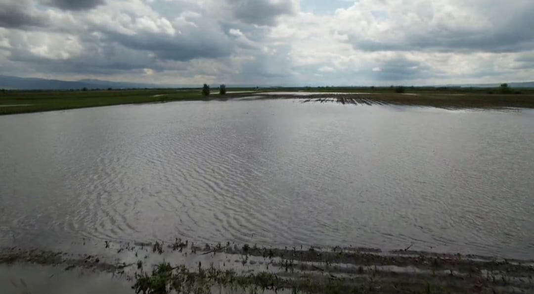 Cum arata culturile distruse de inundatii, din Covasna