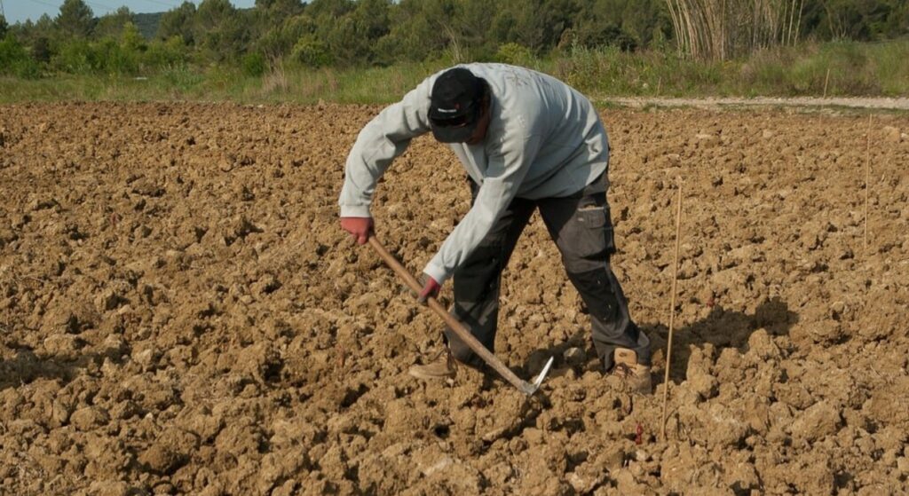 Un bărbat sapă pe un teren agricol
