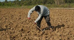 Un bărbat sapă pe un teren agricol