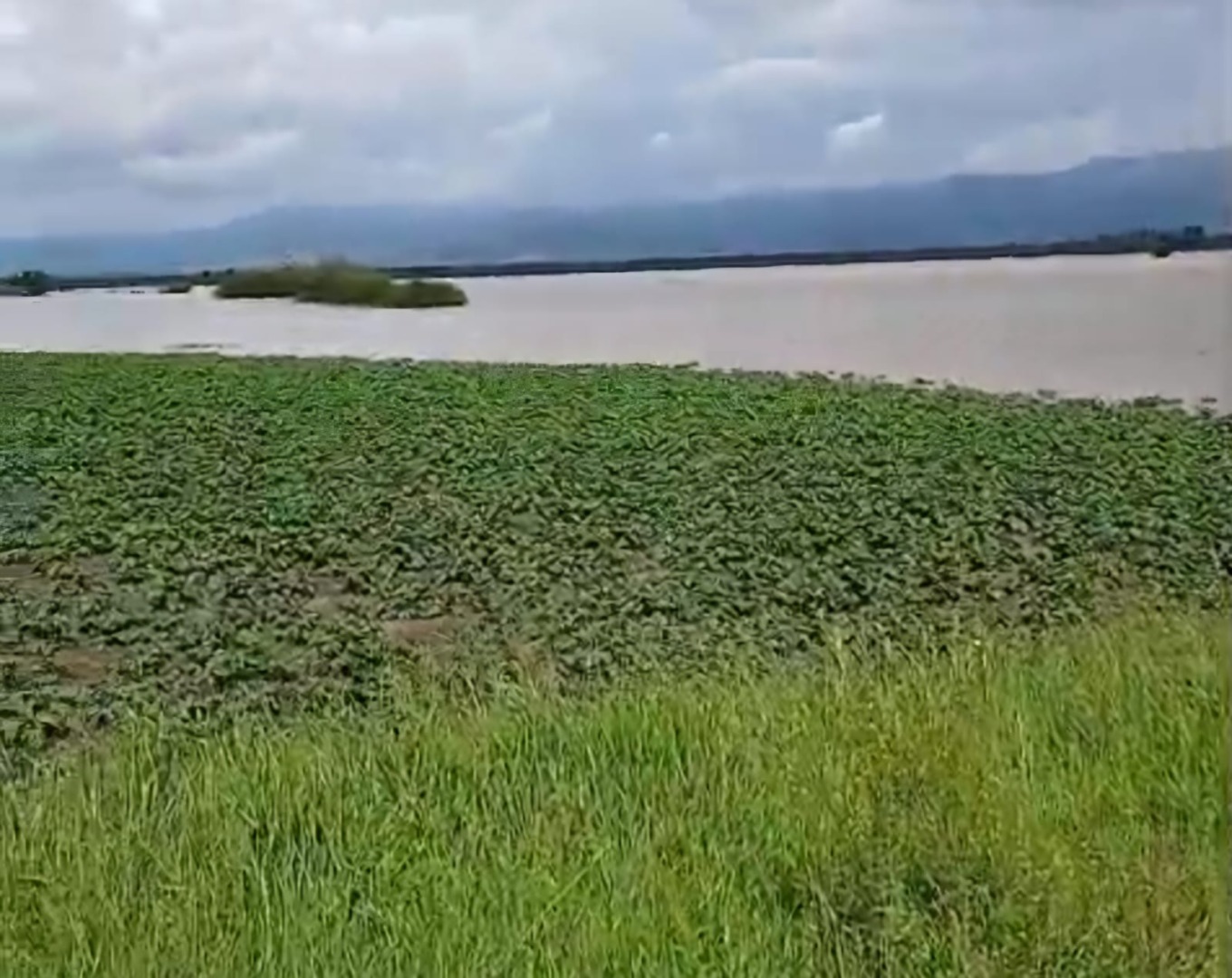 Cum arata culturile distruse de inundatii, din Covasna