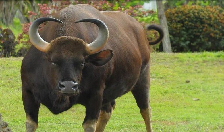 taurii salbatici din Cambodgia sunt pe cale de disparitie