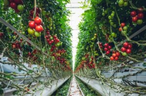 fermele urbane si cele de la marginea oraselor