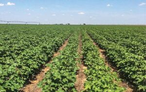 tehnica agricola no-till presupune cultivarea terenurilor fără arătura