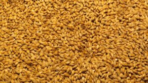 România exportă orz în Vietnam