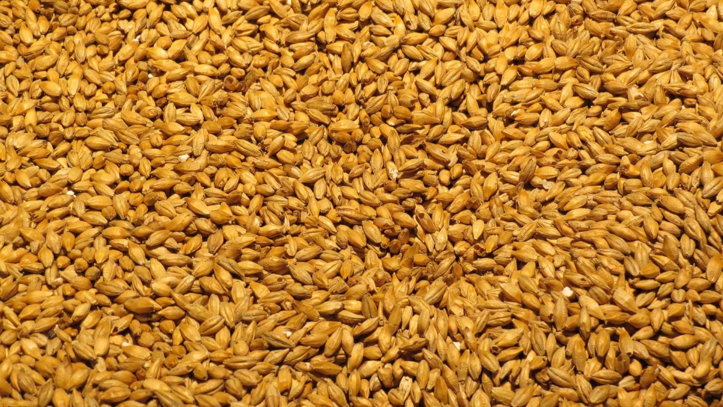 România exportă orz în Vietnam