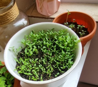 Pătrunjel cultivat în ghiveci, în balcon