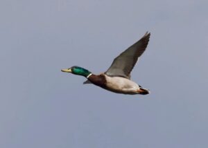 rata a fost semnalata de radar ca depasise viteza legala