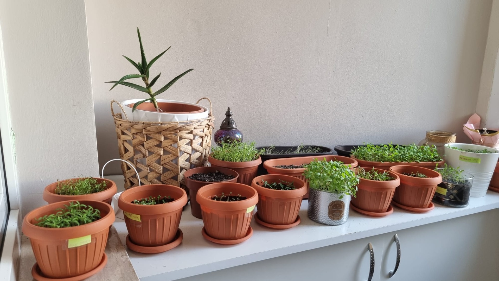 Plante aromatice cultivate în ghiveci, în balcon