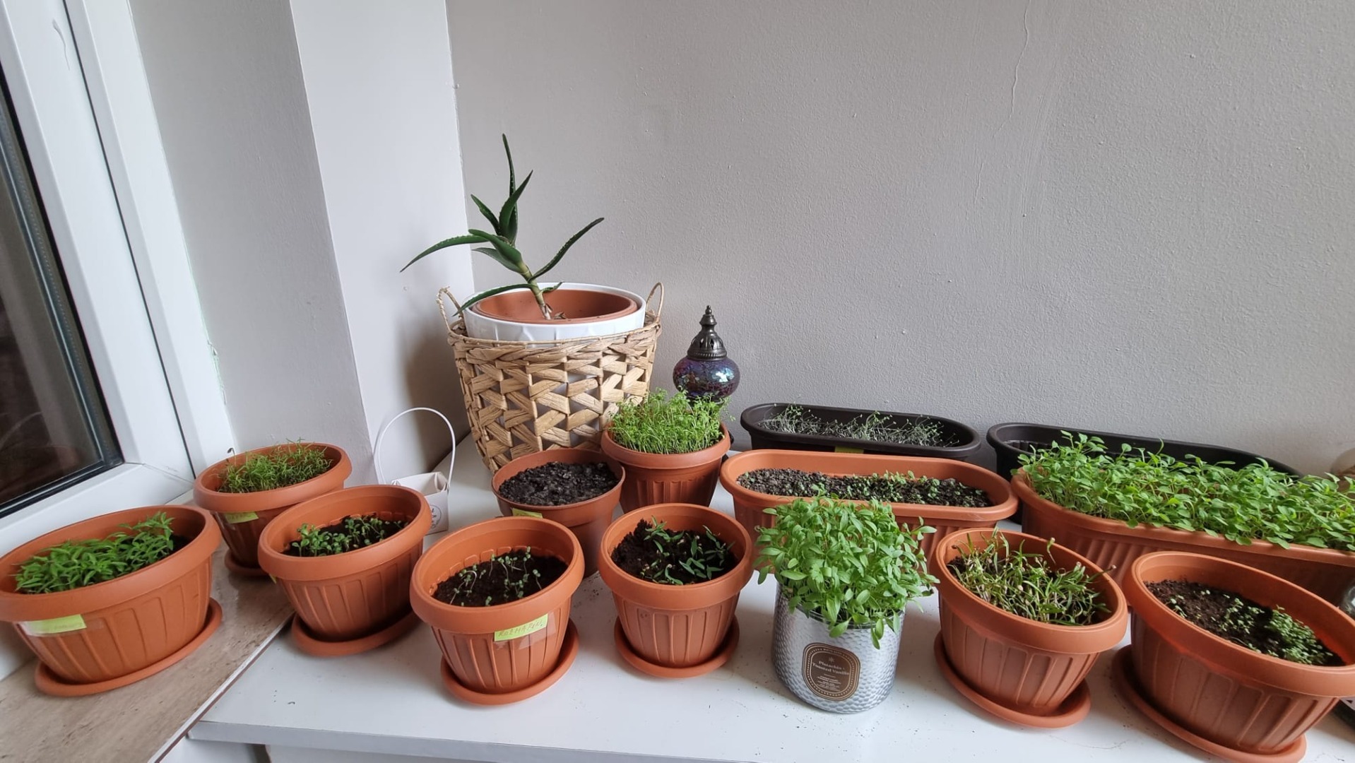 Plante aromatice cultivate în ghiveci, în balcon