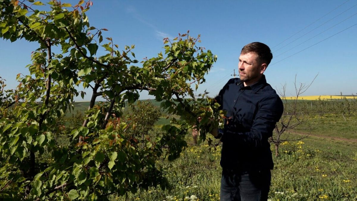 Înghețurile din luna aprilie au afectat grav livezile din Republica Moldova