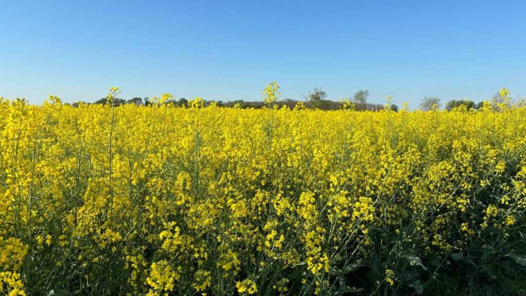 Romania va obține o recoltă record de rapiță
