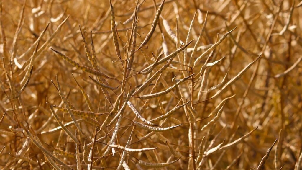 România obține recoltă record de rapiță