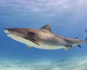 Un rechin înoată în apă