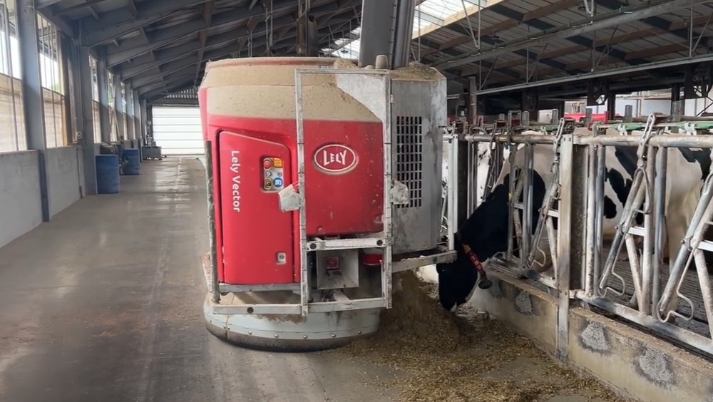 Robot pentru hrănit vacile, într-o fermă din Belgia