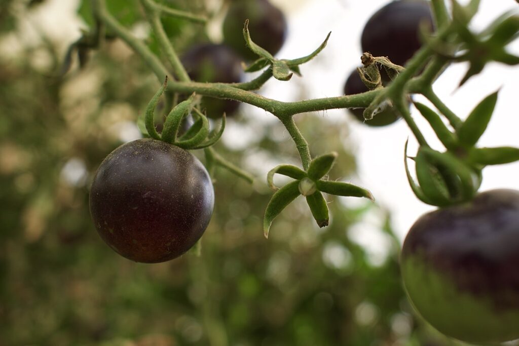 Un ciorchine cu rosii negre