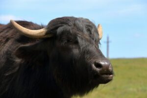 produsele din lapte de bivolita sunt cautate pe piata