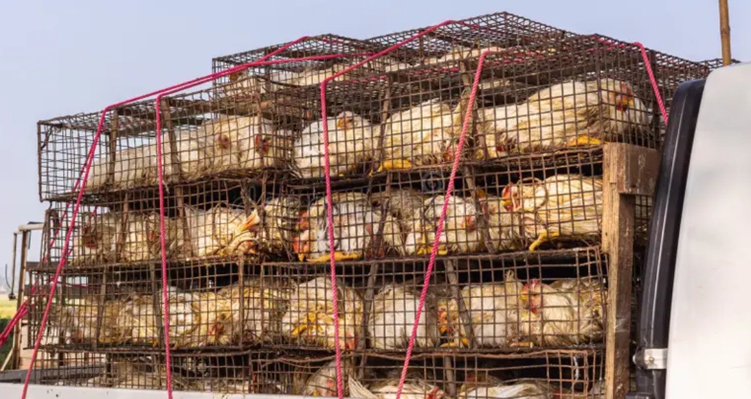 Transpoturi ilegale de pui