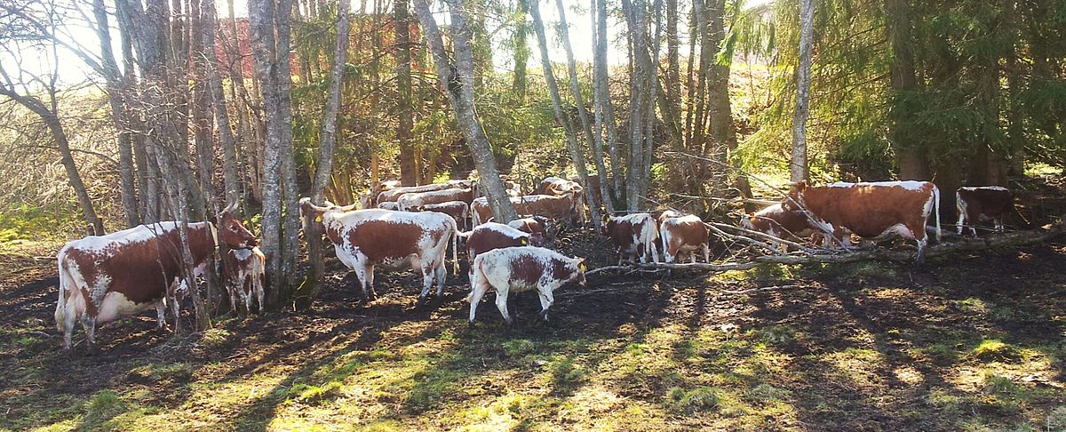 Turmă de vaci din rasa Rosie norvegiană, într-o pădure